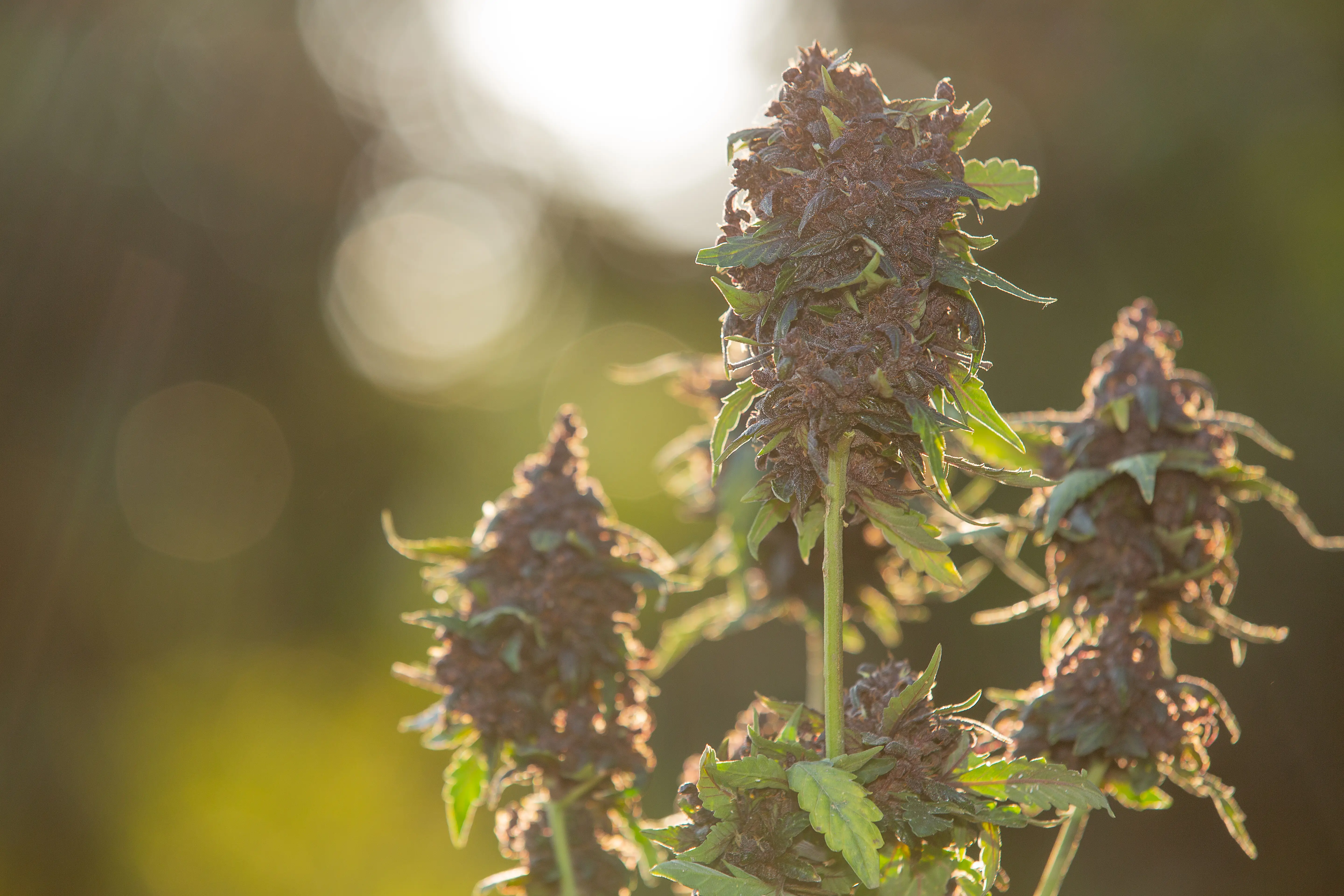 Purple hemp flowers medical Cannabis