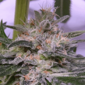 Bubba Hash Fem