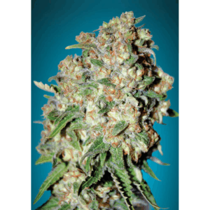Critical Fem
