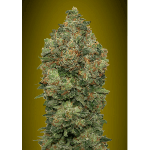 Auto Critical Soma