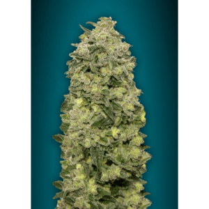Auto Afghan Skunk