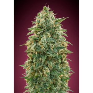 Amnesia Fem