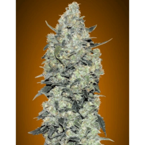 Auto Critical Mass