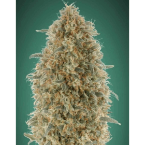 Gorilla Blue Fem