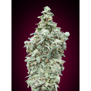 Cherry Pie Fem