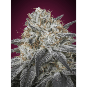 Auto Slurricane