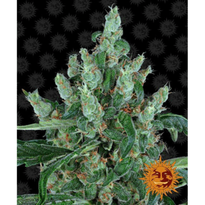 Laughing Buddha Fem