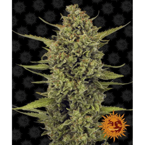 Acapulco Gold Fem
