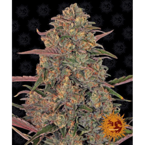 Pineapple Chunk Fem