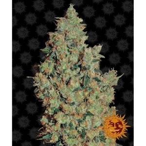 Tangerine Dream Fem