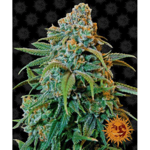 Liberty Haze Fem