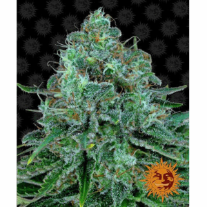 Critical Kush Fem