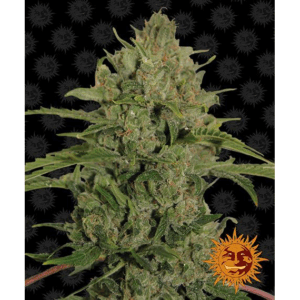 Triple Cheese Fem