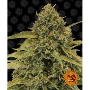 Bad Azz Kush Fem