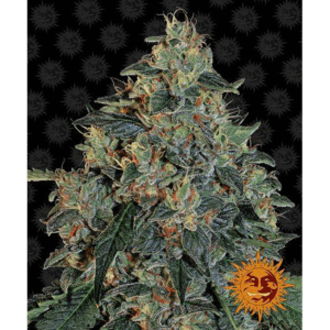 Blueberry OG Fem