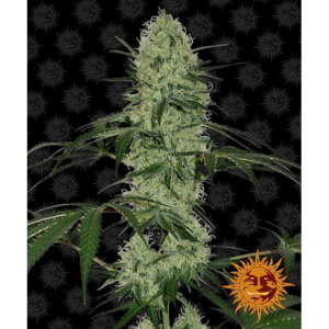 Tangerine Dream Auto 3Und