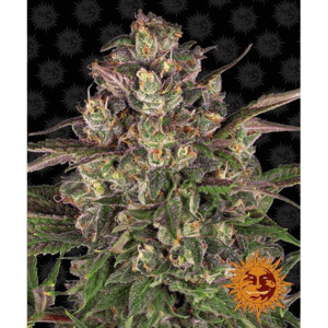 Peyote Critical Fem