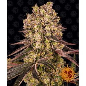 Runtz Muffin Fem