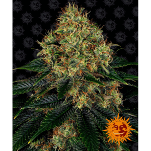 Skywalker OG Auto