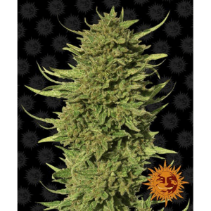 Critical Kush Auto