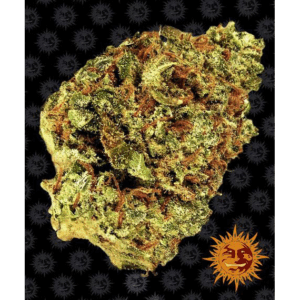 Watermelon Zkittlez Auto