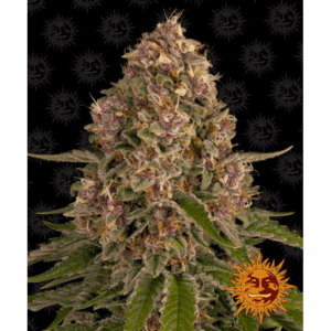 Pink Kush Fem