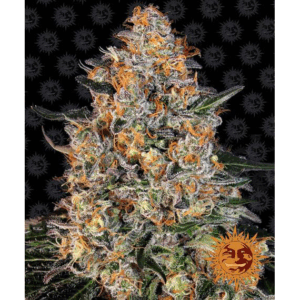Bubba Kush Fem