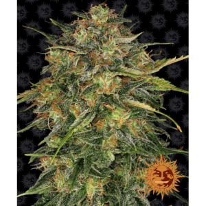 Cheese Fem