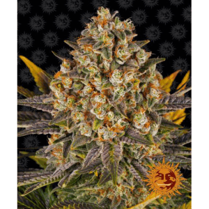 Banana Punch Fem