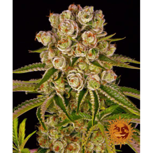 Kush Mintz Fem