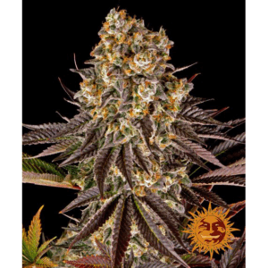 Gelato #45 Fem