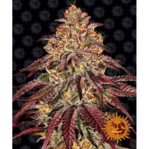 Mimosa x Orange Punch Auto
