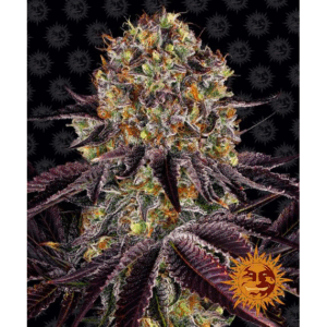 Runtz x Layer Cake Fem