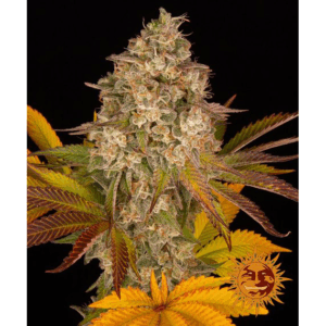 Cookies Kush Auto