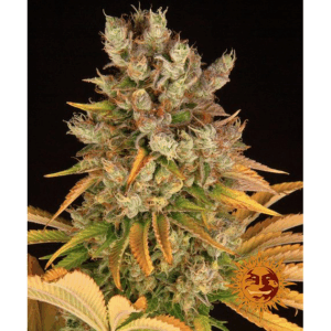 GMO Fem