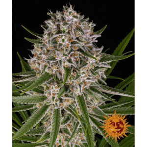 Lemon Haze Auto