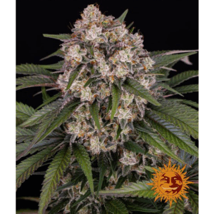 OG Kush Auto