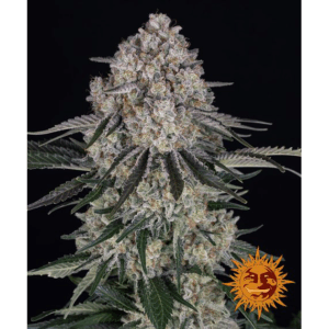 Sour Diesel Auto