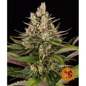 Sour Strawberry Fem