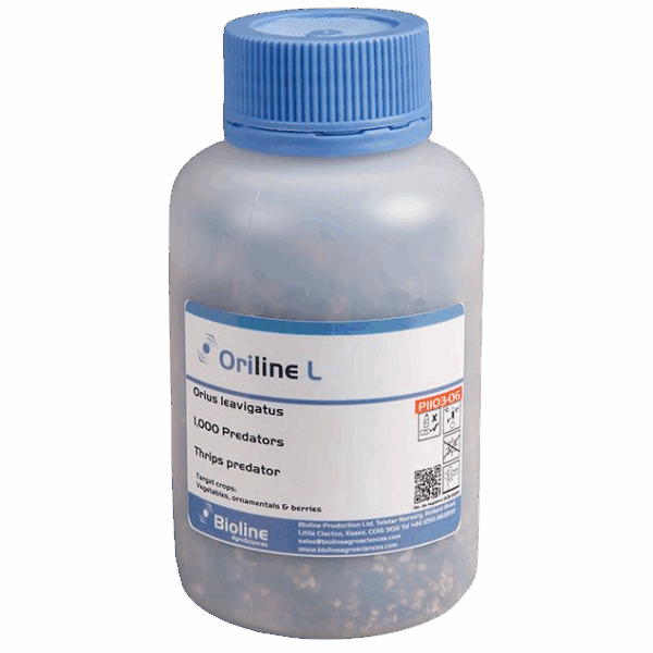 Oriline L - Bote 1.000 Individuos Adultos - Orius laevigatus (Trips)
