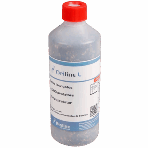 Oriline L - Bote 2.000 Individuos Adultos - Orius laevigatus (Trips)