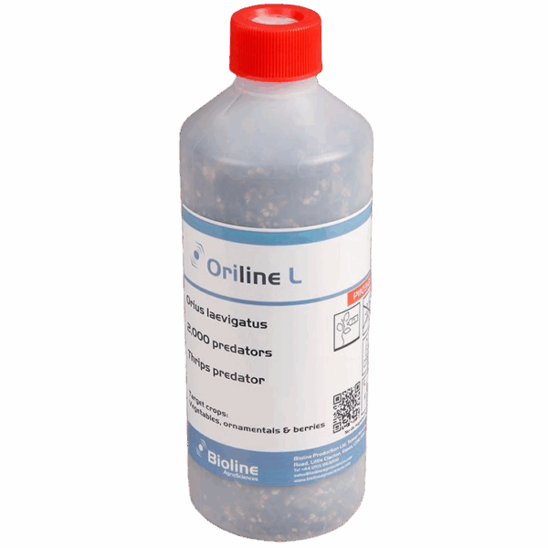 Oriline L - Bote 2.000 Individuos Adultos - Orius laevigatus (Trips)