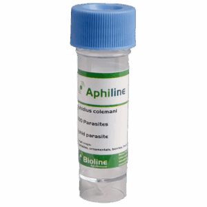 Aphiline - Vial 1.000 Individuos - Aphidius colemani (Pulgón Pequeño)