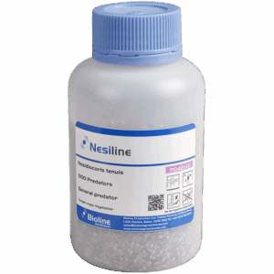 Nesiline - Bote 500 Individuos - Nesidiocoris tenuis (Mosca Blanca y Polilla del tomate)