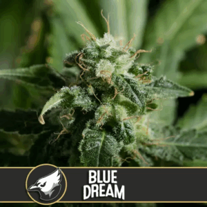 Blue Dream Fem