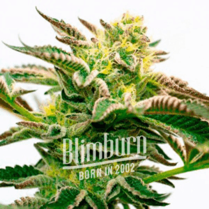 Sour Diesel Fem