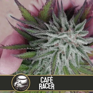 Cafe Racer Fem