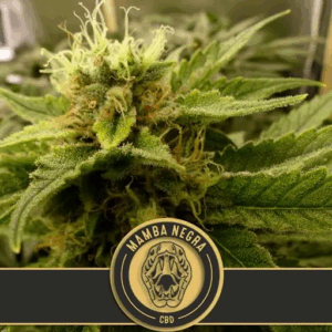 Mamba Negra CBD Fem