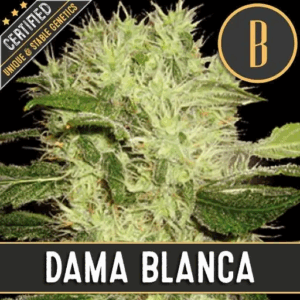 Dama Blanca Fem
