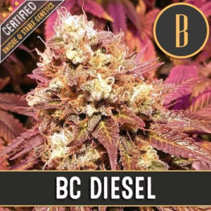 BC Diesel Fem